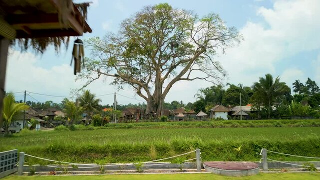 Aerial view of lush rice fields and a village with the bayan ancient tree, Bali, Indonesia.