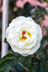 Closeup image of a beautiful white rose with a yellow center