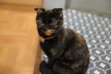 portrait of a cat