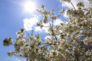 a close up of a tree with white flowers and green leaves.