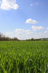 a field with a green field and a white sky with clouds