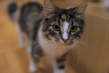 Obraz premium portrait of a cat