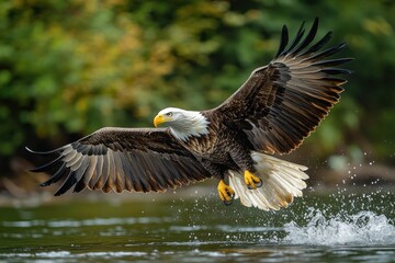 Obraz premium A majestic bald eagle with its wings spread wide, soaring over a lake. It has a powerful, sharp gaze and is about to dive into the water.