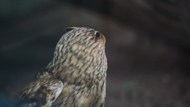 Owl feeding its chicks indoors. An owl on the forest floor with its prey, a rough and dynamic depiction of wildlife in action.