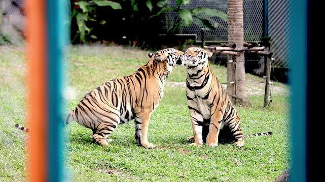 Your tigers are fucking in their natural habitat. And a vibrant wildlife scene showcasing the natural behavior of these majestic animals. Wild animals and nature protection concept.