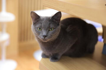 portrait of a cat