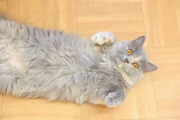 cat on the floor