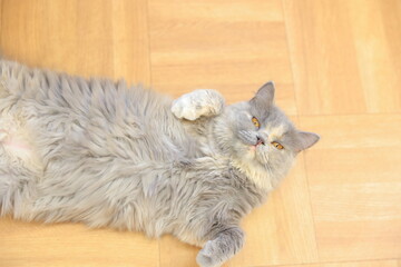cat on the floor