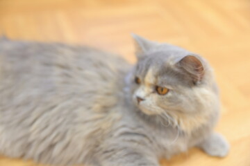 cat on the floor