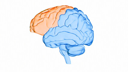 Human brain frontal lobe, illustration