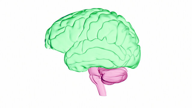 Human brain cerebral cortex, illustration