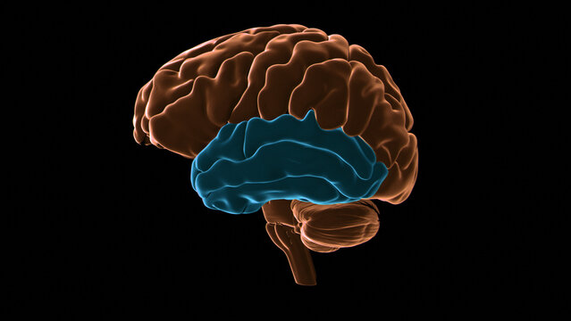 Human brain temporal lobe, illustration