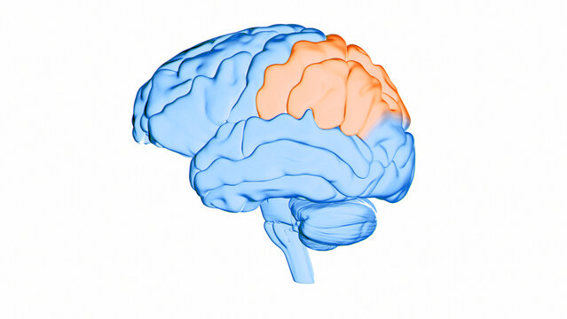 Human brain parietal lobe, illustration