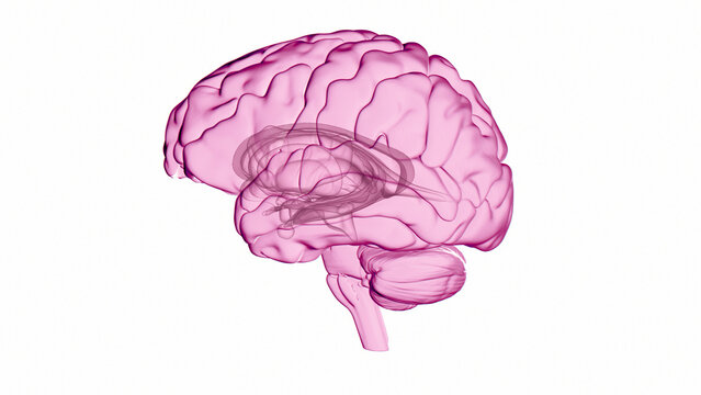 Human brain, illustration