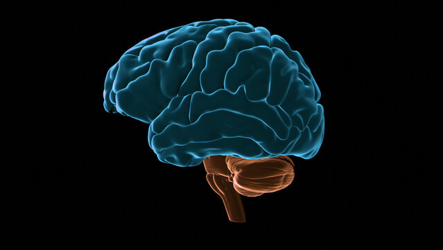 Human brain cerebral cortex, illustration