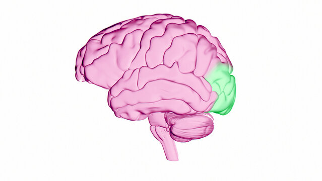 Human brain occipital lobe, illustration