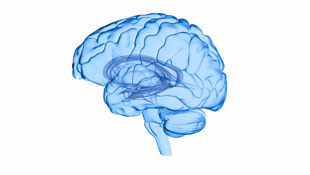 Human brain, illustration