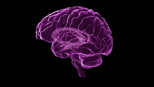 Human brain, illustration