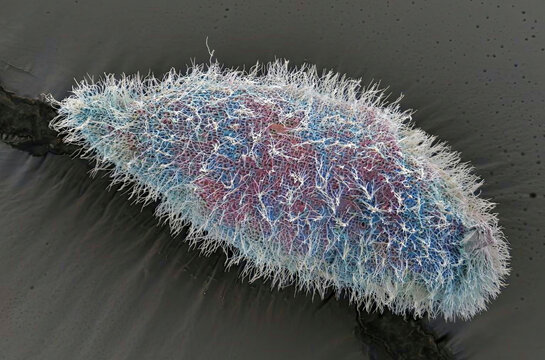 Paramecium, SEM