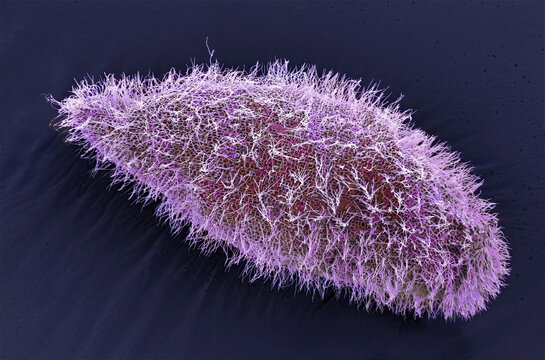 Paramecium, SEM