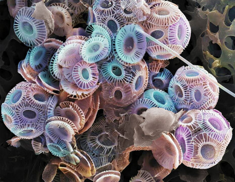 Coccolithophores, SEM