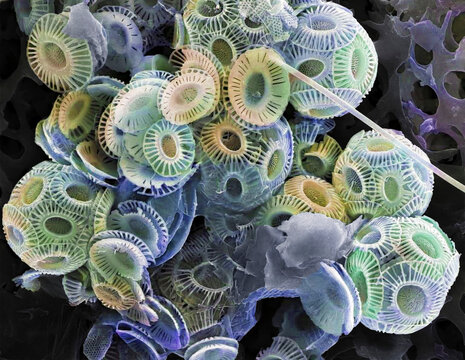 Coccolithophores, SEM