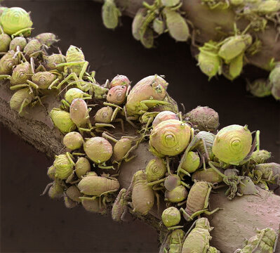 Aphids, SEM