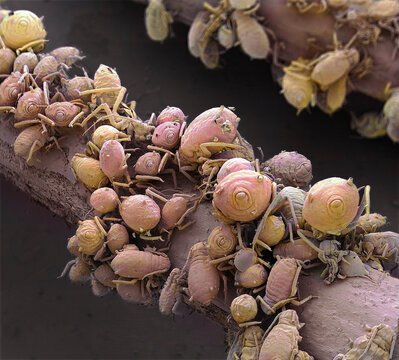 Aphids, SEM