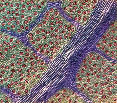 Leaf stomata, SEM