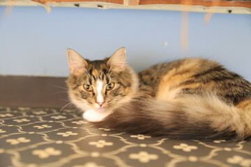 portrait of a cat