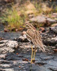 Indian stone curlew or Indian thick knee or Burhinus indicus closeup or portrait in natural environment at ranthambore national park forest tiger reserve sawai madhopur rajasthan rajasthan india asia