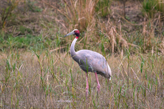 sarus crane or Grus antigone at keoladeo national park bharatpur bird sanctuary rajasthan india asia. tallest flying bird closeup or portrait in natural green background during winter safari excursion