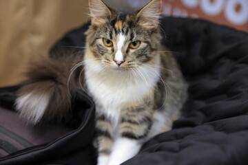 cat