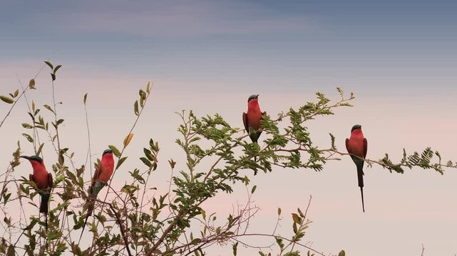 Four Southern Carmine Bee-Eaters sit in a tree during sunset