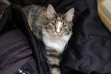 portrait of a cat