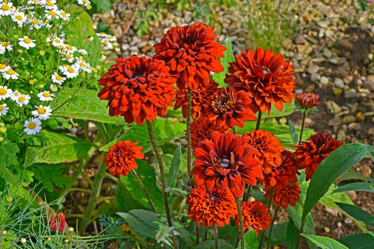 Rudbeckia hirta closeup