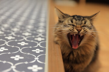 cat on a window sill