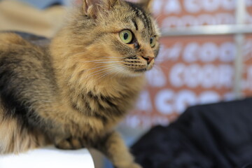 squirrel in the park