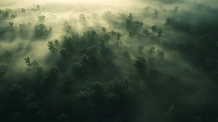Fototapeta premium Aerial View of a Foggy Forest in Morning Sunlight