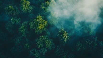 Obraz premium Aerial View of Foggy Forest Lush Green Canopy