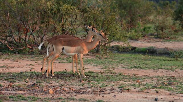 Two impala ewes going to the toilet together.