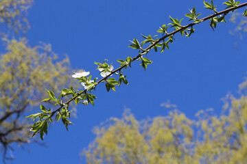 flowers on blue sky