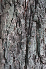 Obraz premium tree bark