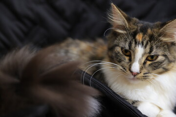 portrait of a cat with a eyes