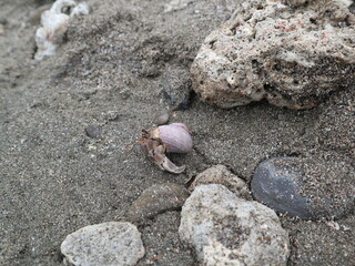 hermit crab are growing on the rock design for fantasy world concept