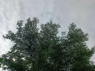 Big shady tree and cloudy sky
