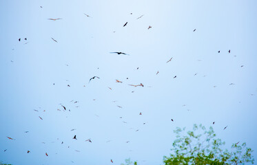 Obraz premium A flock of eagles flies to fnb. Golden eagles in free flight. Wild birds of prey gathered in a flock and fly above the ground.