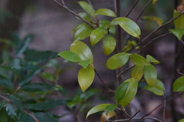 Obraz premium leaf plant