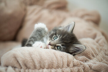Norwegisches Waldkatzen Kitten liegt im Katzenbettchen
