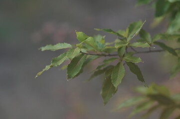 leaf plant
